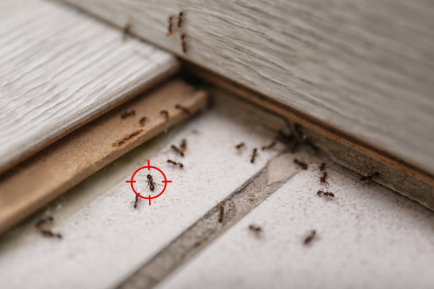 Best Emergency Pest Control  in Cuba City, WI