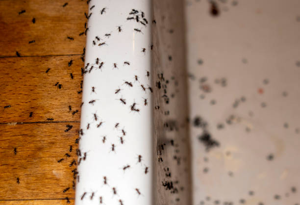 Best Pest Prevention Services  in Cuba City, WI