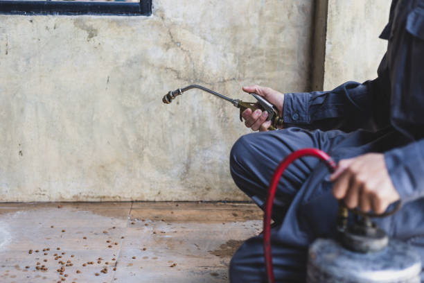 Best Ant Control Services  in Cuba City, WI